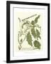 Weinmann Greenery II-Johann Wilhelm Weinmann-Framed Art Print