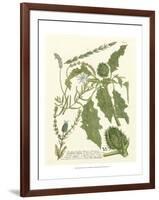 Weinmann Greenery II-Johann Wilhelm Weinmann-Framed Art Print