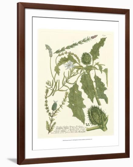 Weinmann Greenery II-Johann Wilhelm Weinmann-Framed Art Print