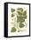 Weinmann Greenery III-Johann Wilhelm Weinmann-Framed Stretched Canvas