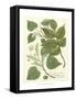 Weinmann Greenery III-Johann Wilhelm Weinmann-Framed Stretched Canvas