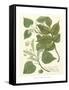 Weinmann Greenery III-Johann Wilhelm Weinmann-Framed Stretched Canvas