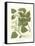 Weinmann Greenery III-Johann Wilhelm Weinmann-Framed Stretched Canvas
