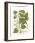 Weinmann Greenery III-Johann Wilhelm Weinmann-Framed Premium Giclee Print