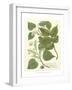 Weinmann Greenery III-Johann Wilhelm Weinmann-Framed Premium Giclee Print
