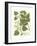 Weinmann Greenery III-Johann Wilhelm Weinmann-Framed Art Print