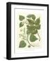 Weinmann Greenery III-Johann Wilhelm Weinmann-Framed Art Print