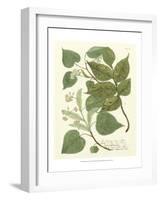 Weinmann Greenery III-Johann Wilhelm Weinmann-Framed Art Print