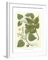 Weinmann Greenery III-Johann Wilhelm Weinmann-Framed Art Print