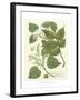 Weinmann Greenery III-Johann Wilhelm Weinmann-Framed Art Print