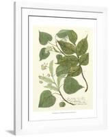 Weinmann Greenery III-Johann Wilhelm Weinmann-Framed Art Print