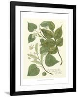 Weinmann Greenery III-Johann Wilhelm Weinmann-Framed Art Print