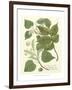 Weinmann Greenery III-Johann Wilhelm Weinmann-Framed Art Print