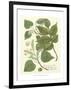 Weinmann Greenery III-Johann Wilhelm Weinmann-Framed Art Print