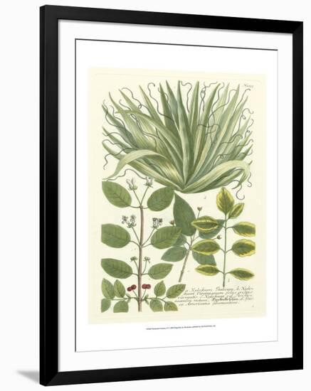 Weinmann Greenery IV-Johann Wilhelm Weinmann-Framed Art Print