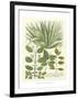 Weinmann Greenery IV-Johann Wilhelm Weinmann-Framed Art Print