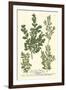 Weinmann Leaves II-Johann Wilhelm Weinmann-Framed Art Print