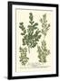 Weinmann Leaves II-Johann Wilhelm Weinmann-Framed Art Print