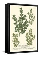 Weinmann Leaves II-Johann Wilhelm Weinmann-Framed Stretched Canvas