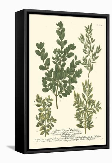 Weinmann Leaves II-Johann Wilhelm Weinmann-Framed Stretched Canvas