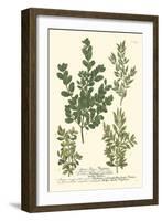 Weinmann Leaves II-Johann Wilhelm Weinmann-Framed Art Print