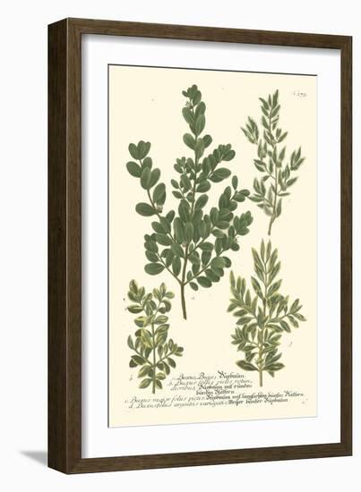 Weinmann Leaves II-Johann Wilhelm Weinmann-Framed Art Print