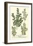 Weinmann Leaves II-Johann Wilhelm Weinmann-Framed Art Print