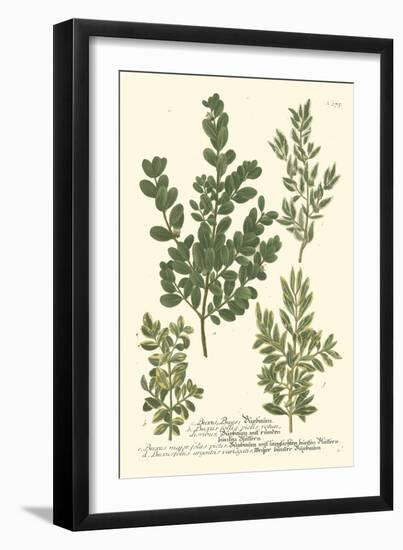 Weinmann Leaves II-Johann Wilhelm Weinmann-Framed Art Print