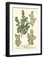 Weinmann Leaves II-Johann Wilhelm Weinmann-Framed Art Print