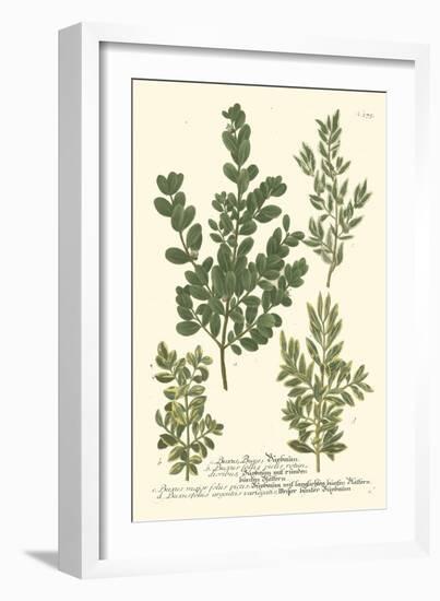 Weinmann Leaves II-Johann Wilhelm Weinmann-Framed Art Print