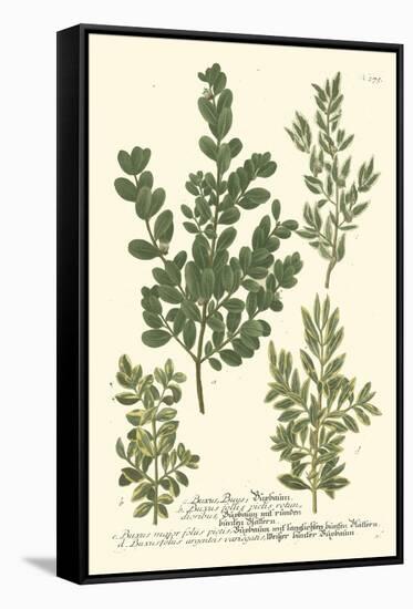 Weinmann Leaves II-Johann Wilhelm Weinmann-Framed Stretched Canvas