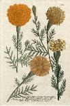 Marigold Magic I-Weinmann-Art Print