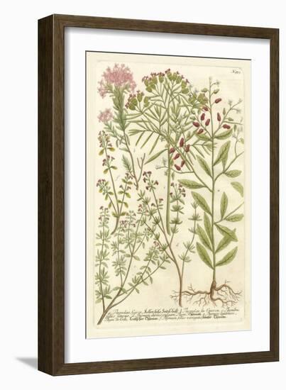 Weinmann's Garden I-Johann Wilhelm Weinmann-Framed Art Print