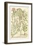 Weinmann's Garden I-Johann Wilhelm Weinmann-Framed Art Print