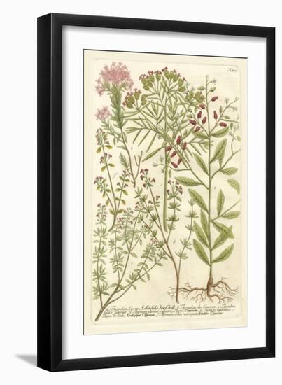 Weinmann's Garden I-Johann Wilhelm Weinmann-Framed Art Print