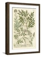 Weinmann's Garden II-Johann Wilhelm Weinmann-Framed Art Print