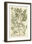 Weinmann's Garden II-Johann Wilhelm Weinmann-Framed Art Print