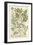 Weinmann's Garden II-Johann Wilhelm Weinmann-Framed Art Print