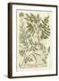 Weinmann's Garden II-Johann Wilhelm Weinmann-Framed Art Print