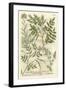 Weinmann's Garden II-Johann Wilhelm Weinmann-Framed Art Print