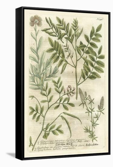 Weinmann's Garden II-Johann Wilhelm Weinmann-Framed Stretched Canvas