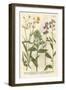 Weinmann's Garden VI-Johann Weinmann-Framed Art Print