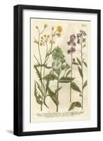 Weinmann's Garden VI-Johann Weinmann-Framed Art Print