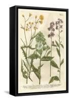 Weinmann's Garden VI-Johann Weinmann-Framed Stretched Canvas