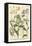 Weinmann's Garden VI-Johann Weinmann-Framed Stretched Canvas