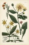 Antique Passion Flower I-Weinmann-Art Print