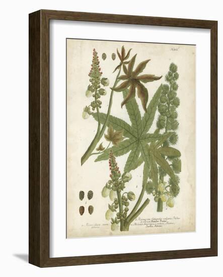 Weinmann Tropical Plants I-Johann Weinmann-Framed Art Print