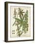 Weinmann Tropical Plants I-Johann Weinmann-Framed Art Print