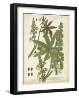 Weinmann Tropical Plants I-Johann Weinmann-Framed Art Print