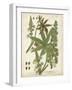 Weinmann Tropical Plants I-Johann Weinmann-Framed Art Print